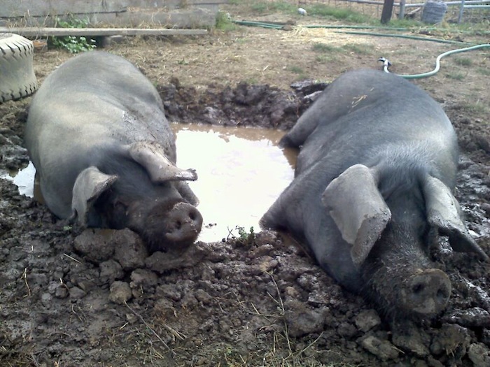 large black hogs in mud hole
